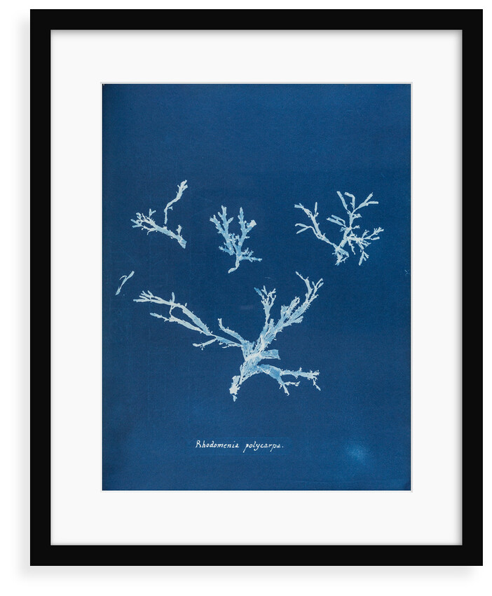Rhodomenia polycarpa by Anna Atkins