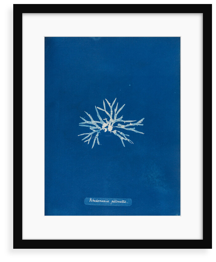 Rhodmenia palmetta by Anna Atkins