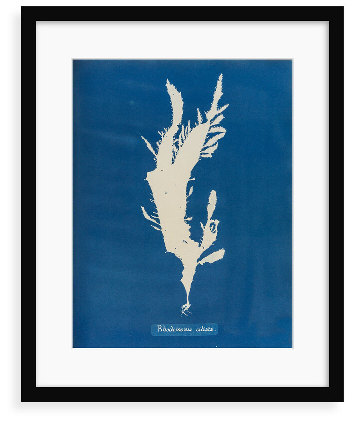 Red fringed weed by Anna Atkins