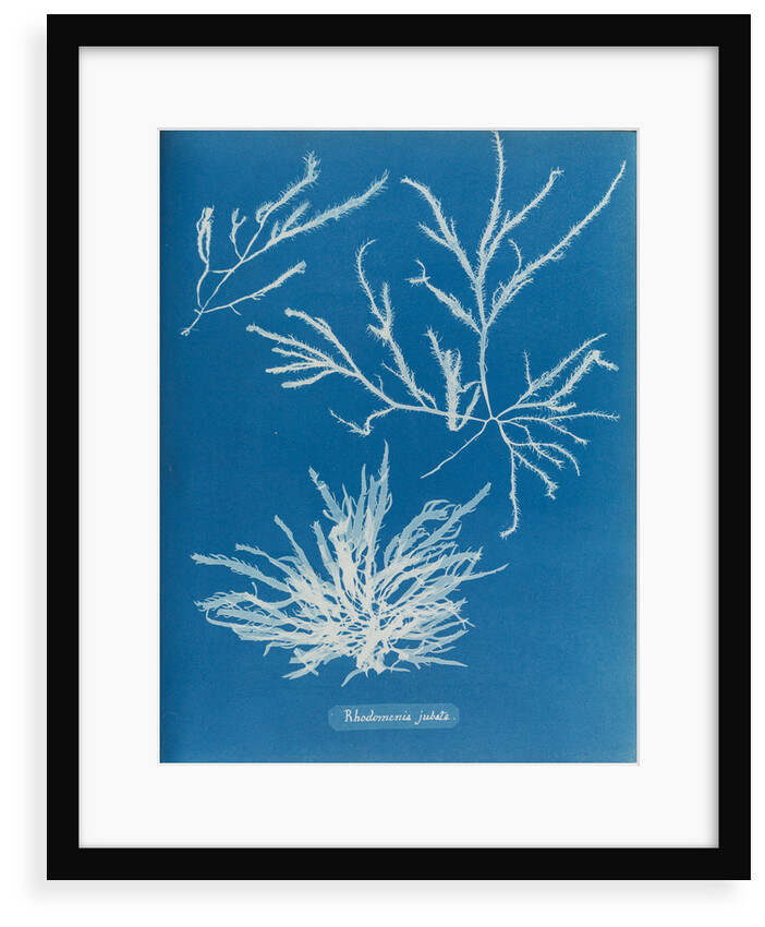 Rhodoymenia jubata by Anna Atkins