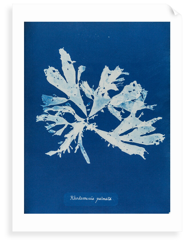 Rhodymenia palmata by Anna Atkins