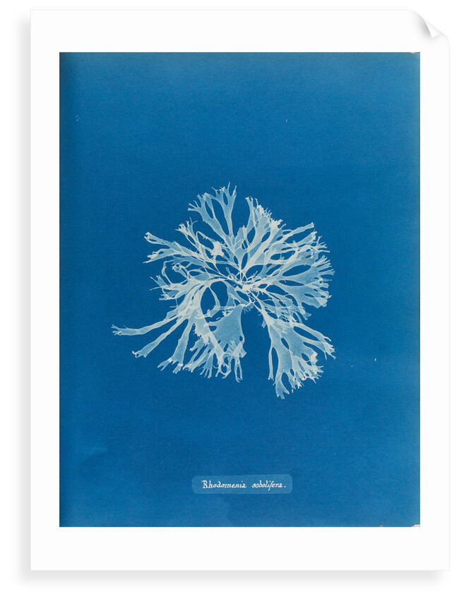 Rhodymenia sobolifera by Anna Atkins
