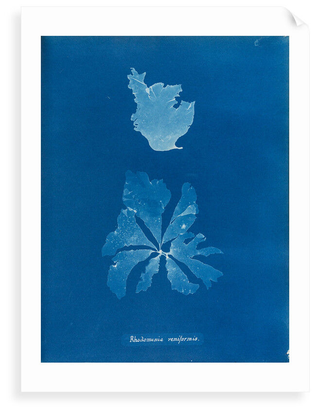 Rhodymenia reniformis by Anna Atkins