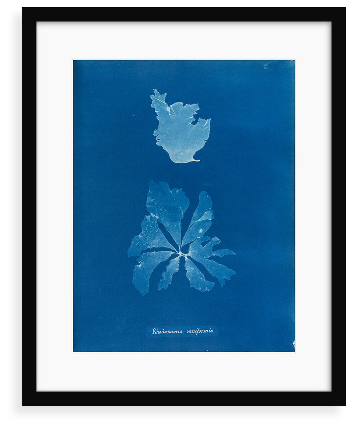 Rhodymenia reniformis by Anna Atkins