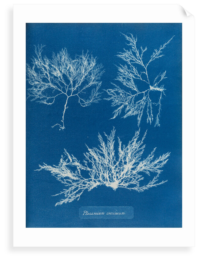 Cockscomb by Anna Atkins
