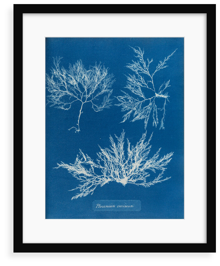 Cockscomb by Anna Atkins