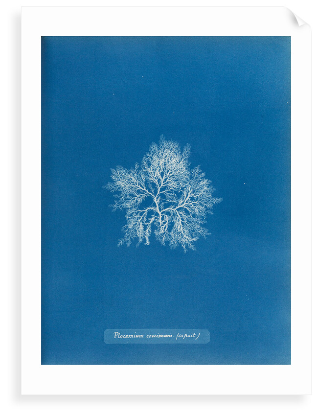 Cockscomb by Anna Atkins