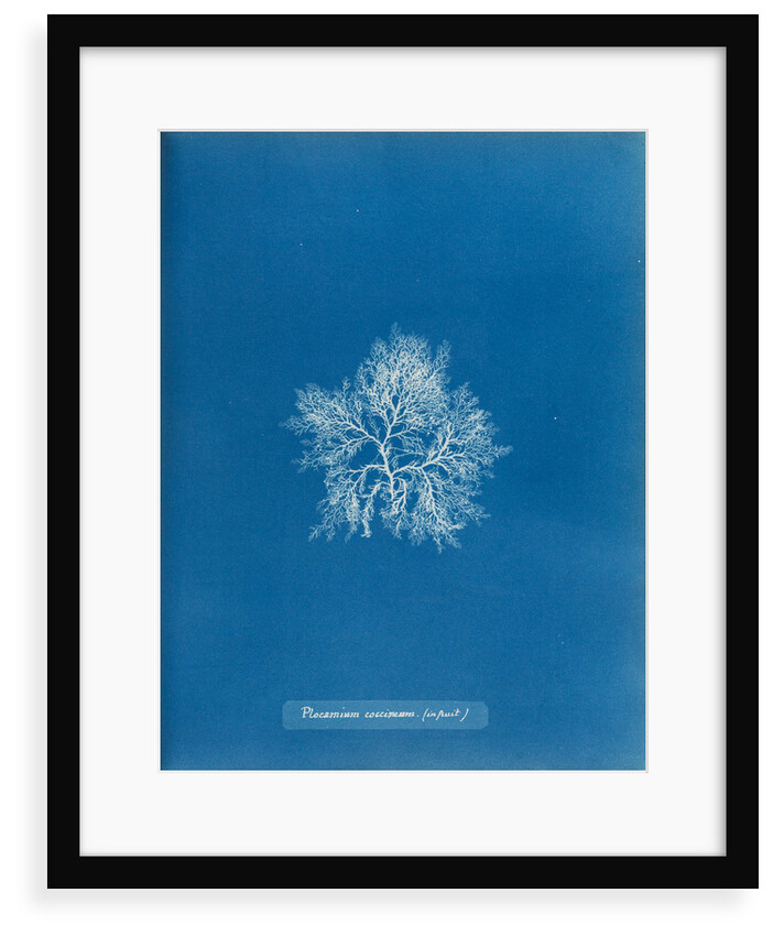 Cockscomb by Anna Atkins