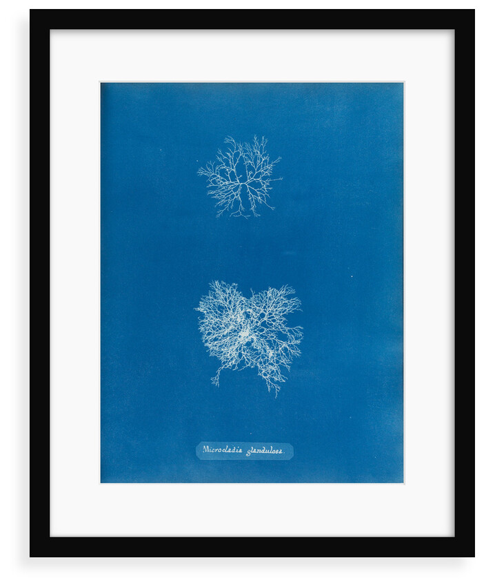 Microcladia glandulosa by Anna Atkins