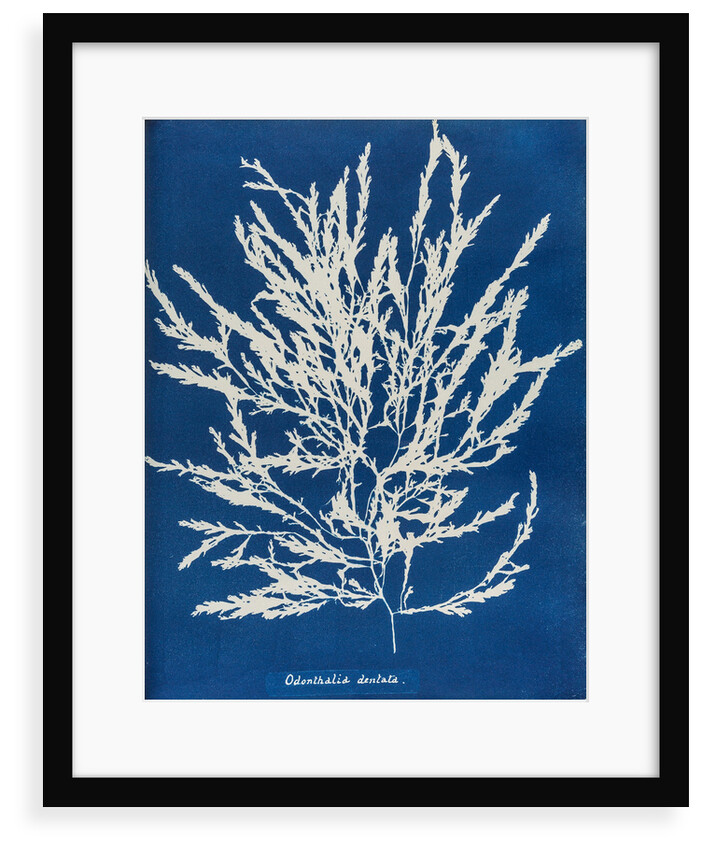 Odonthalia dentata by Anna Atkins