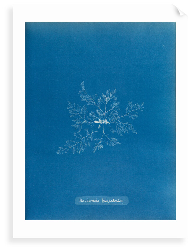 Straggly tail weed by Anna Atkins