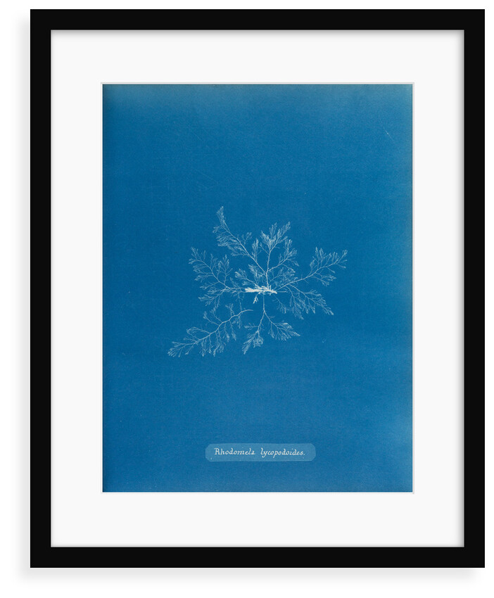 Straggly tail weed by Anna Atkins