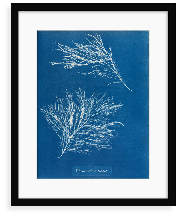 Rhodomela subfusca by Anna Atkins