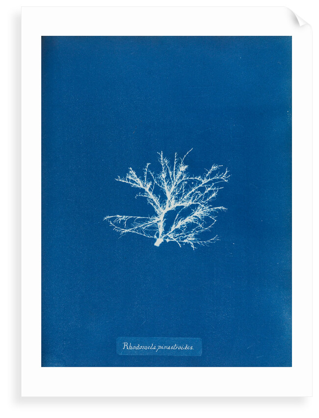 Rhodomela pinastroides by Anna Atkins