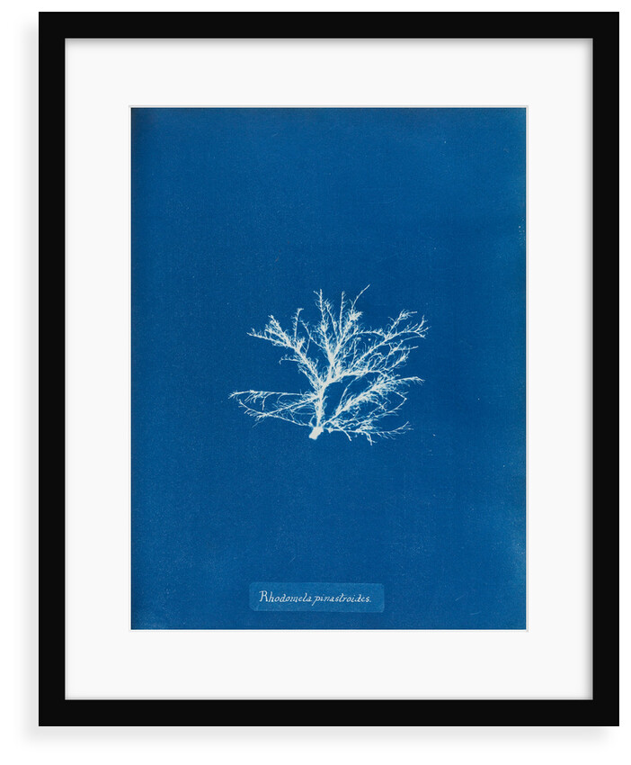 Rhodomela pinastroides by Anna Atkins
