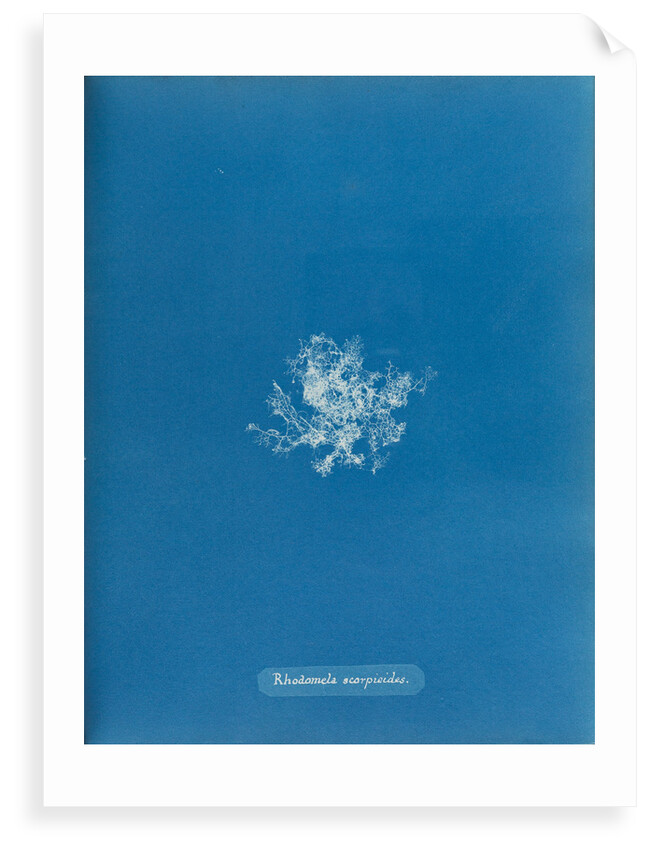 Rhodomela scorpoidies by Anna Atkins