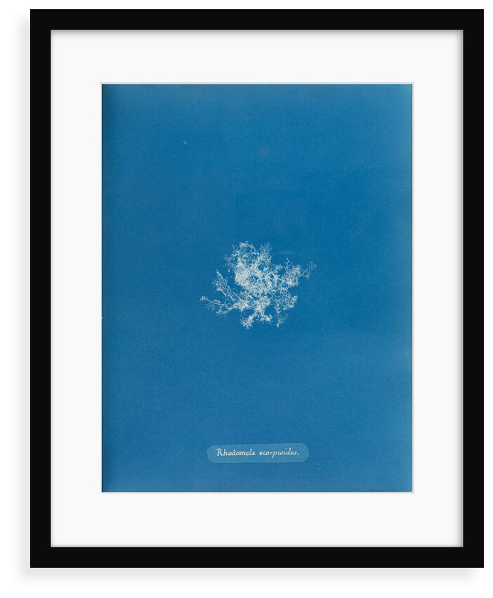 Rhodomela scorpoidies by Anna Atkins