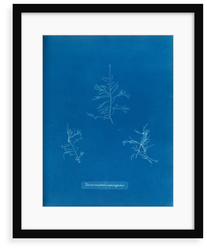 Bonnemaisonie asparagoides by Anna Atkins