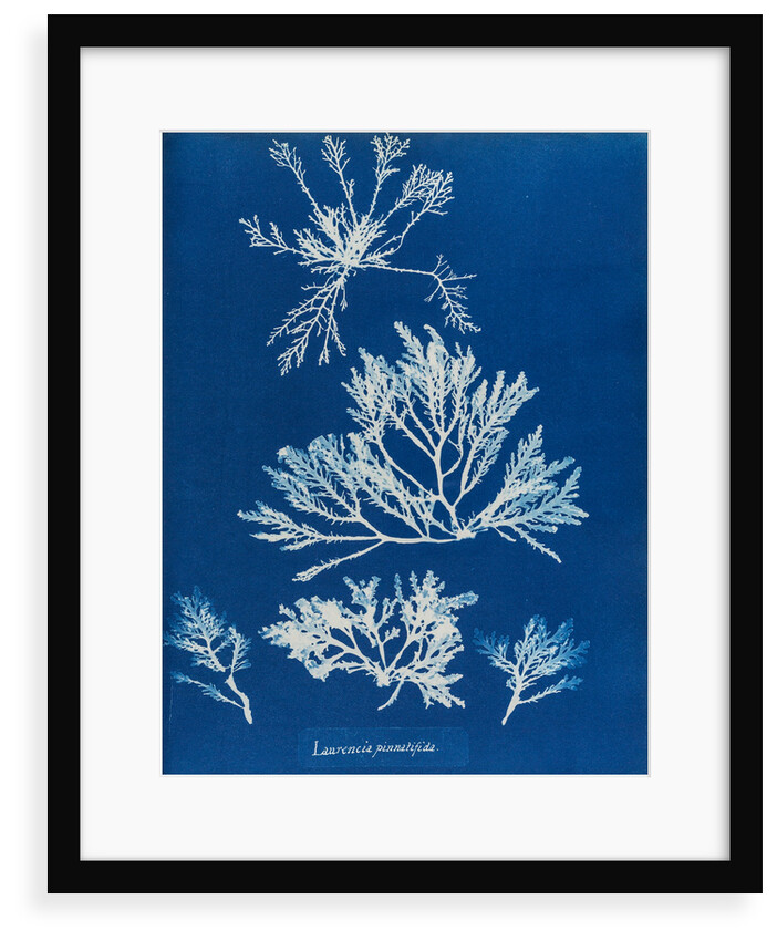 Pepper dulse by Anna Atkins