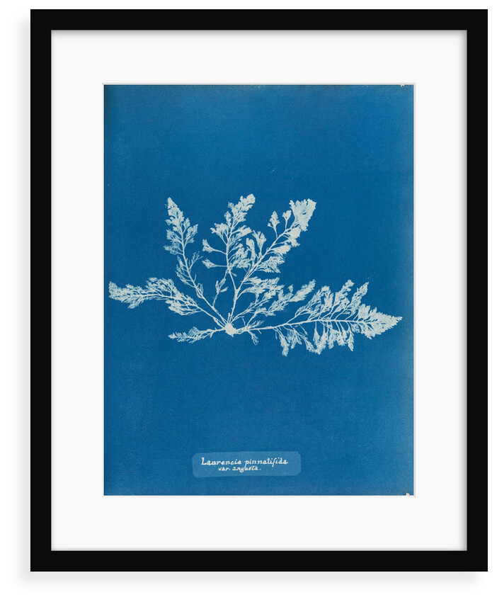 Prickly tang by Anna Atkins