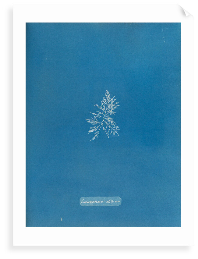 Rounded brittle fern weed by Anna Atkins