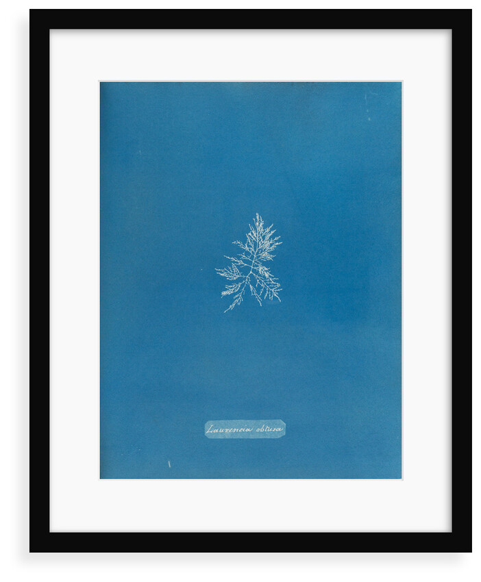 Rounded brittle fern weed by Anna Atkins