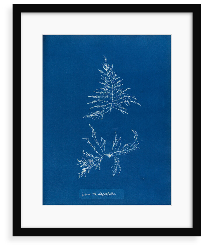 Laurencia dasyphylla by Anna Atkins