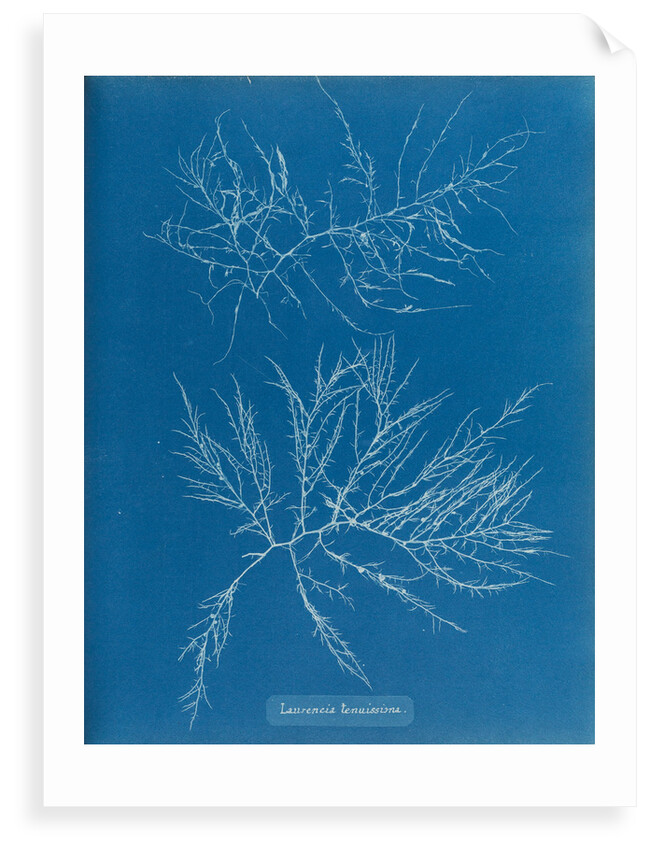 Laurencia tenuissima by Anna Atkins