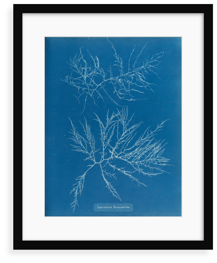 Laurencia tenuissima by Anna Atkins