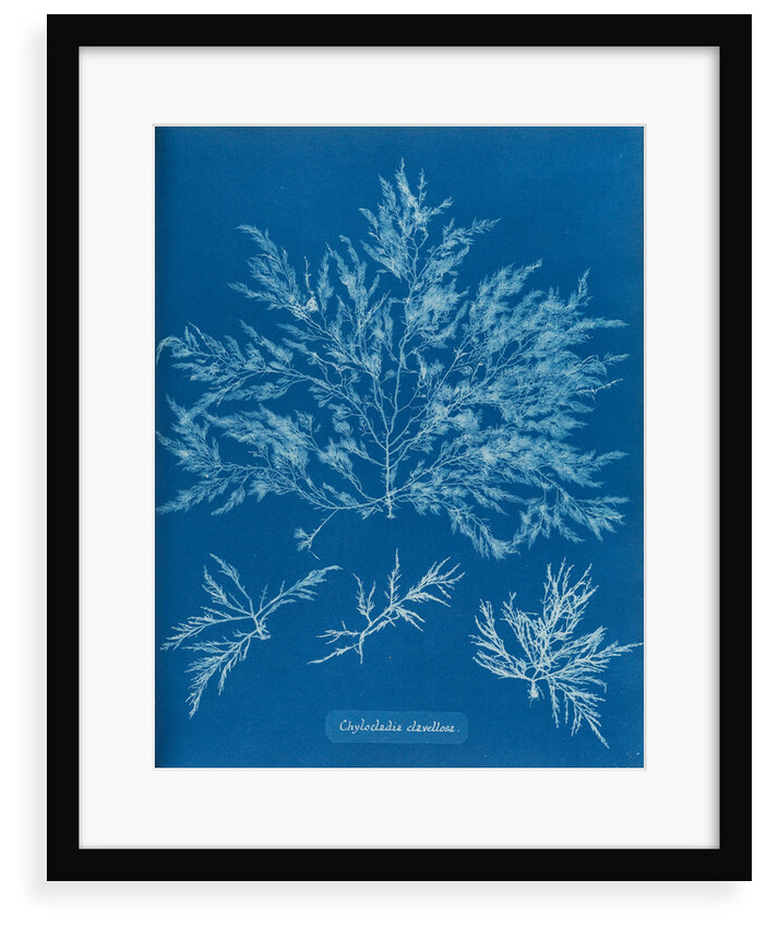 Chylocladia clavellosa by Anna Atkins