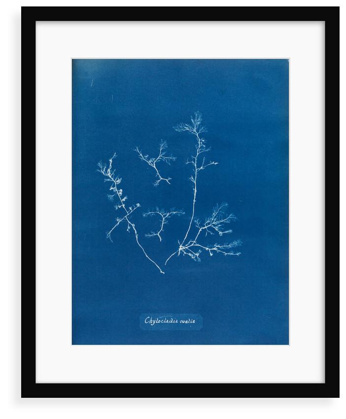 Chylocladia ovalis by Anna Atkins