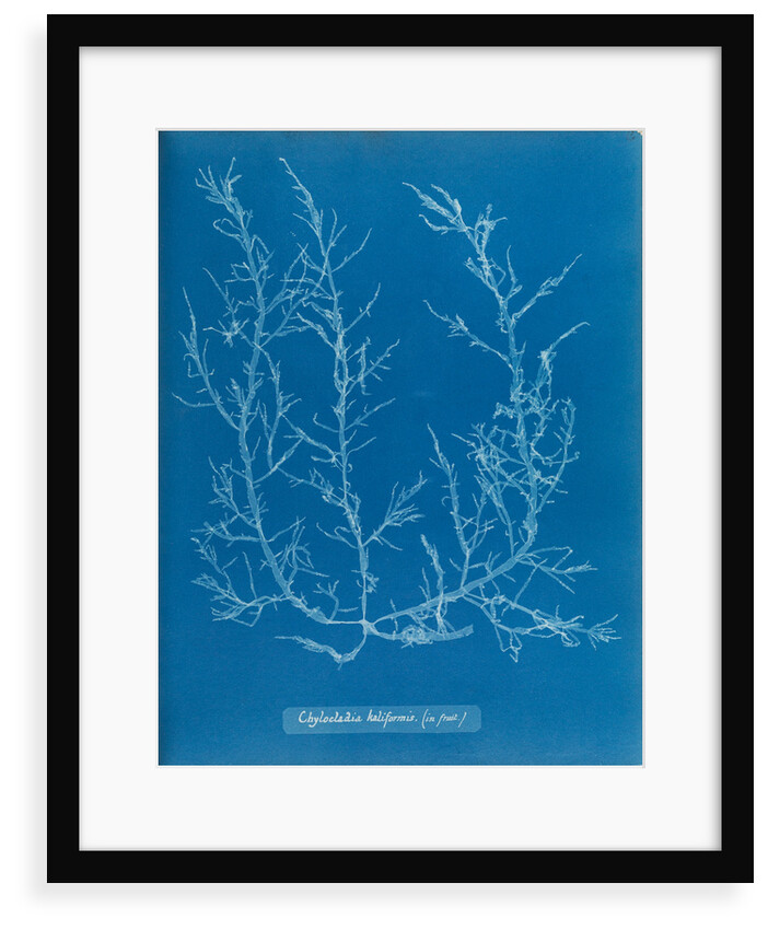 Juicy whorl weed by Anna Atkins