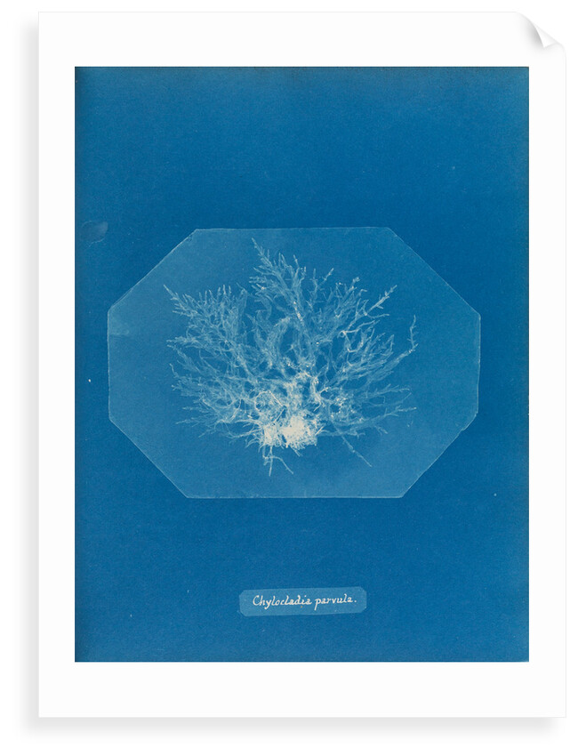 Chylocladia parvula by Anna Atkins