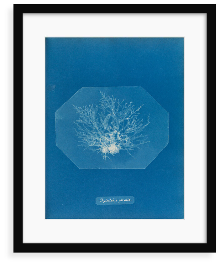 Chylocladia parvula by Anna Atkins