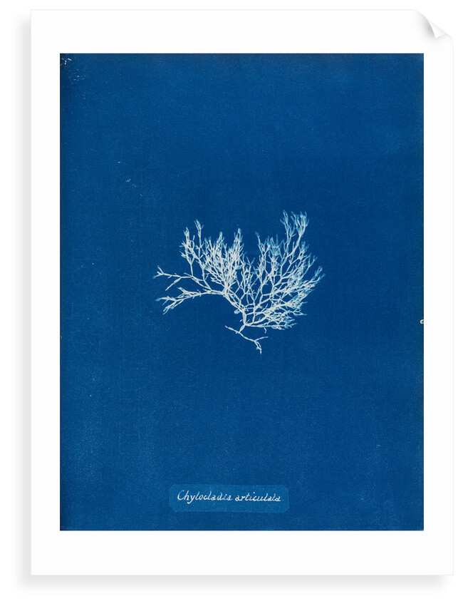 Chylocladia articulata by Anna Atkins