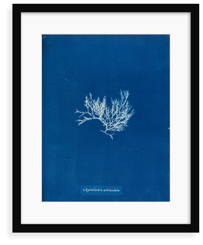 Chylocladia articulata by Anna Atkins