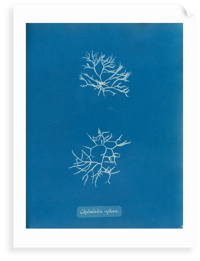 Chylocladia reflexa by Anna Atkins