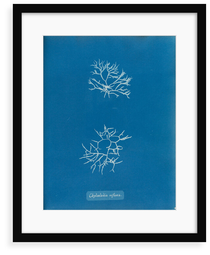 Chylocladia reflexa by Anna Atkins