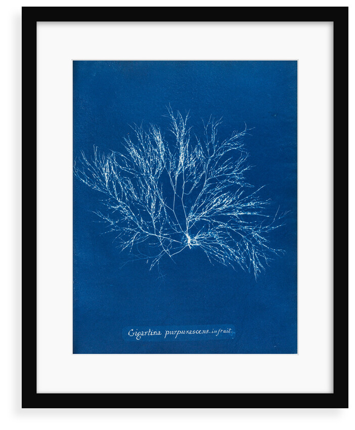 Gigartina purpurascens (in fruit) by Anna Atkins