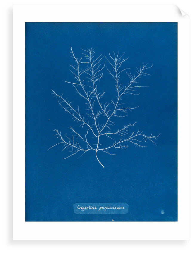 Gigartina purpurascens by Anna Atkins