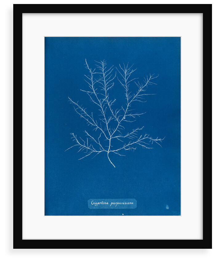 Gigartina purpurascens by Anna Atkins