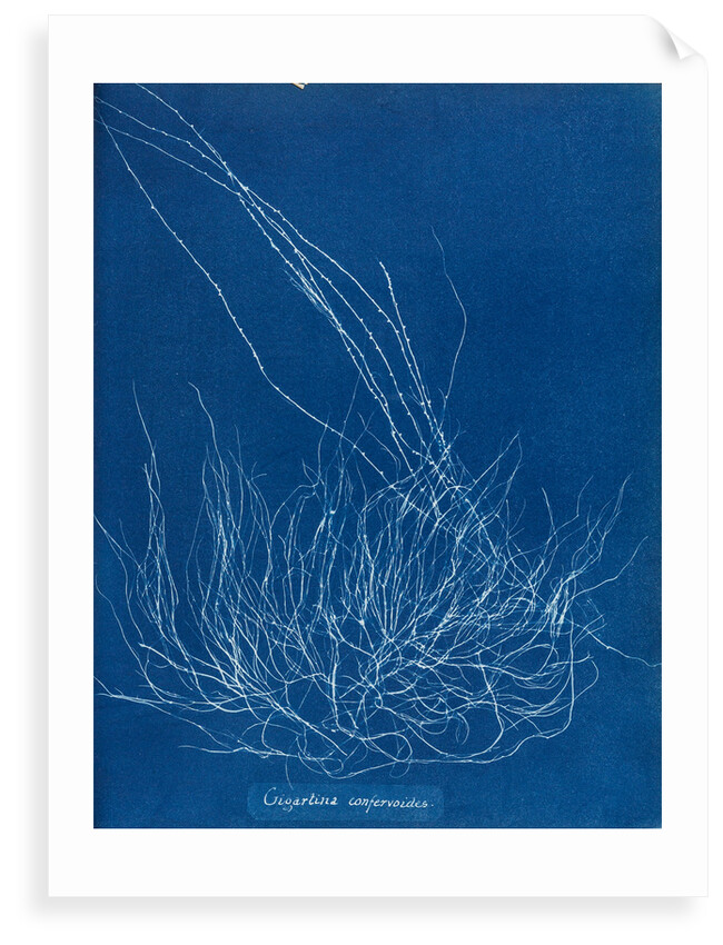 Gigartina confervoides by Anna Atkins