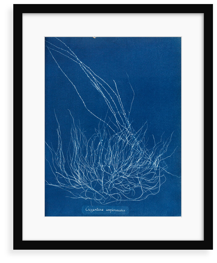 Gigartina confervoides by Anna Atkins