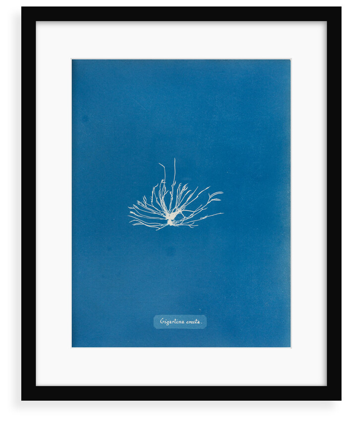 Gigartina erecta by Anna Atkins
