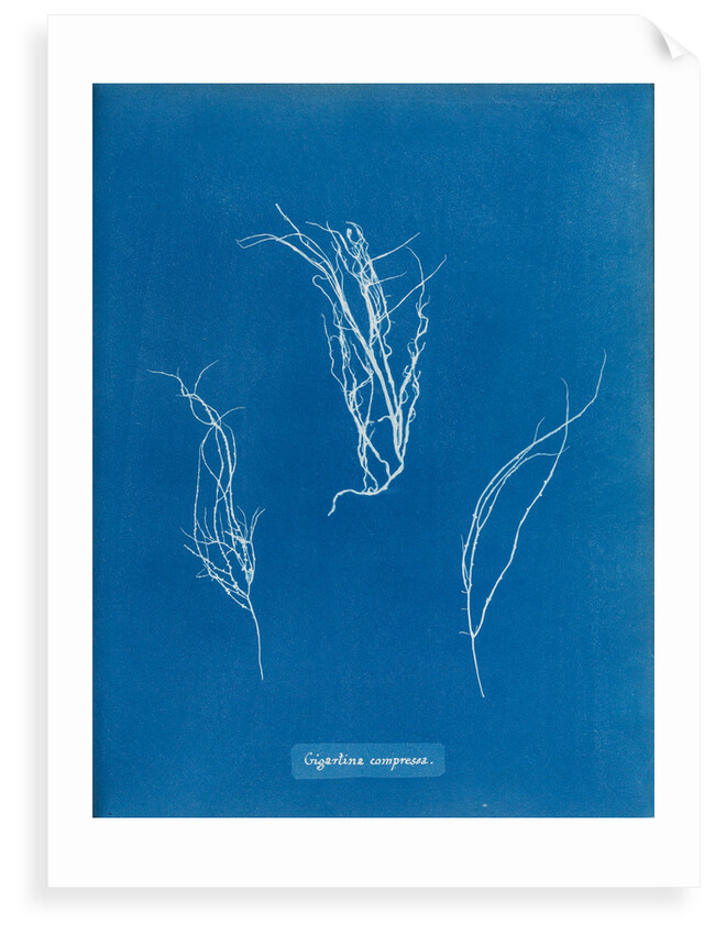 Gigartina compressa by Anna Atkins
