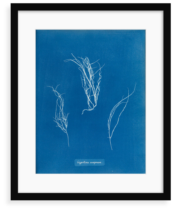 Gigartina compressa by Anna Atkins