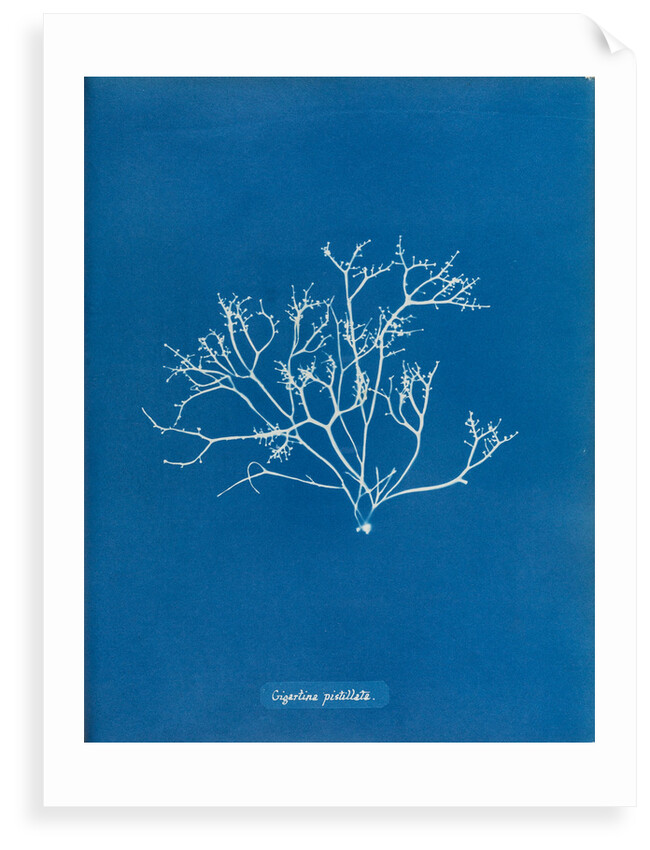Pestle weed by Anna Atkins