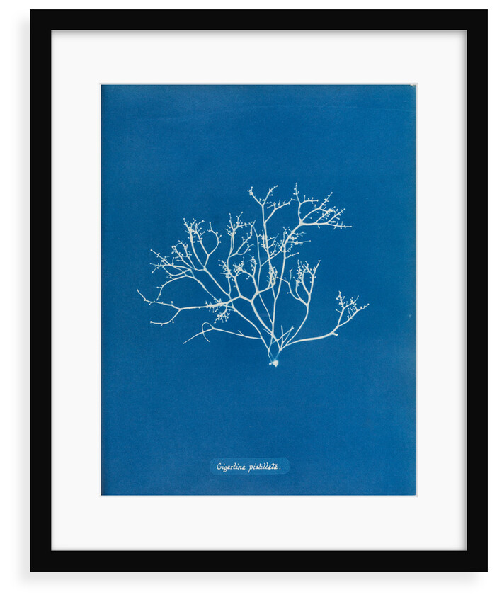 Pestle weed by Anna Atkins