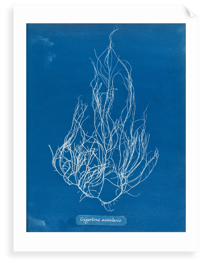 Gigartina acicularis by Anna Atkins