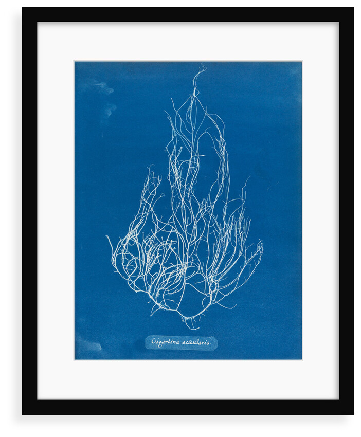 Gigartina acicularis by Anna Atkins